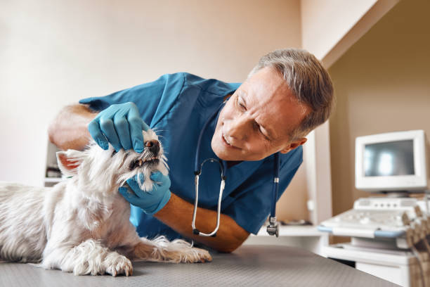Best Emergency Treatment for Toothache in Dunbar, SC